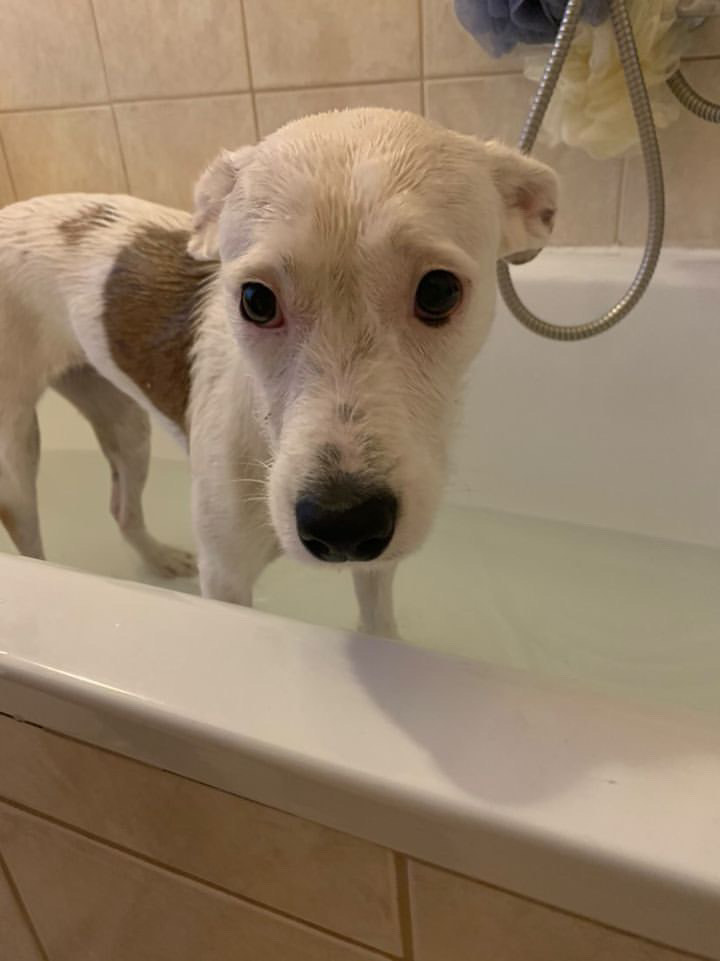 kutya fürdetés